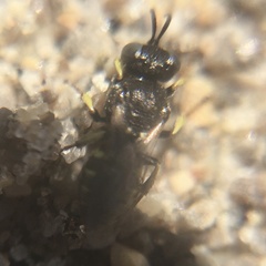 Oxybelus bipunctatus