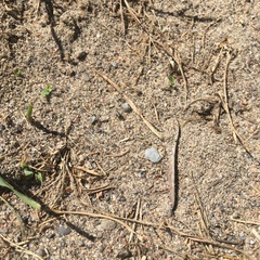 Oxybelus bipunctatus