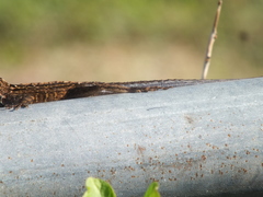 Anolis sagrei