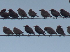 Sturnus vulgaris