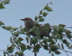Sturnus vulgaris