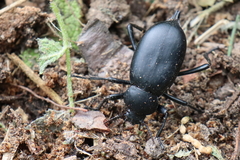 Blaps lusitanica