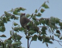 Sturnus vulgaris