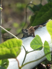Anolis sagrei