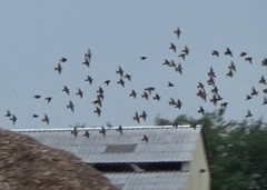 Sturnus vulgaris