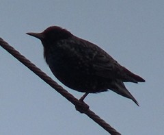 Sturnus vulgaris