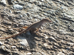 Anolis sagrei
