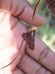 Araneae