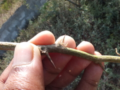 Vachellia
