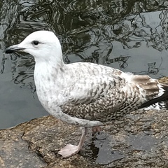 Larus argentatus
