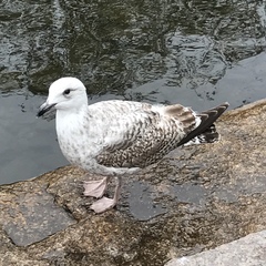 Larus argentatus