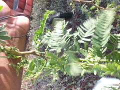Vachellia