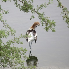 Recurvirostra americana