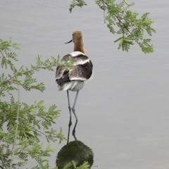 Recurvirostra americana