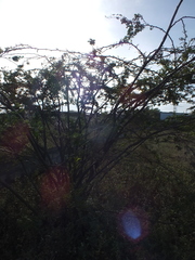Vachellia