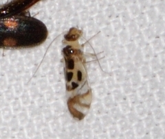 Graphopsocus cruciatus