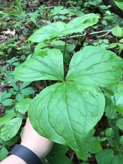 Trillium vaseyi
