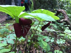 Trillium vaseyi