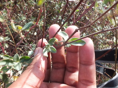 Magnoliopsida