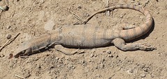 Varanus griseus caspius
