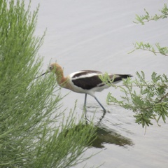 Recurvirostra americana