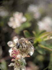 Andrena rugosa