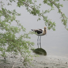 Recurvirostra americana