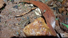 Minervarya gomantaki