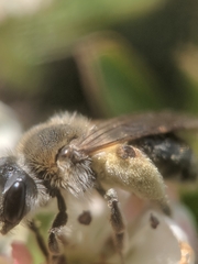 Andrena rugosa