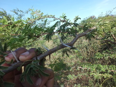 Vachellia