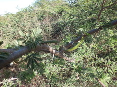 Vachellia