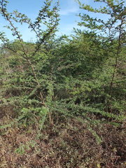 Vachellia