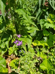 Triodanis perfoliata