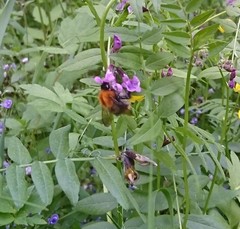 Bombus pascuorum