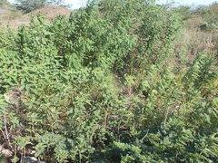 Vachellia
