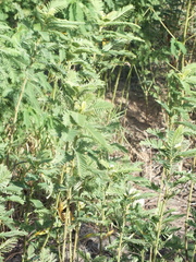 Vachellia