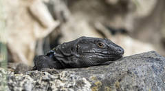 Gallotia galloti galloti