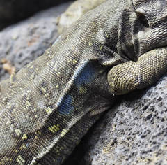 Gallotia galloti galloti