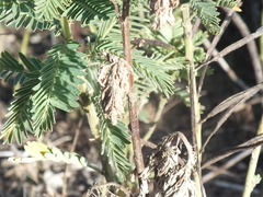 Vachellia