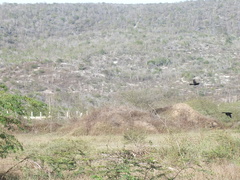 Quiscalus mexicanus