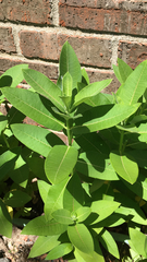 Asclepias syriaca