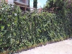 Hedera helix