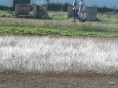 Poaceae
