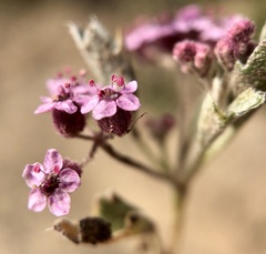 Homalocarpus dichotomus