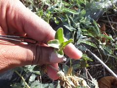 Magnoliopsida