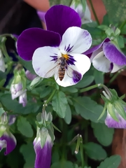 Episyrphus balteatus