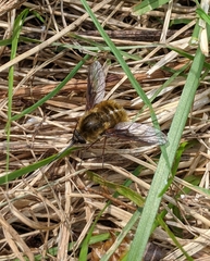 Bombylius mexicanus