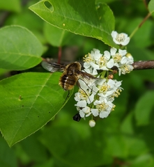 Bombylius mexicanus