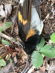 Setophaga ruticilla image