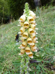 Digitalis ferruginea